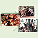 malaysia-palm-oil.jpg